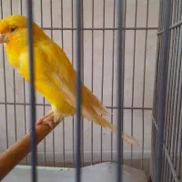 فروش قناری رسمی بلند  چشمشون کم سو ولی شور