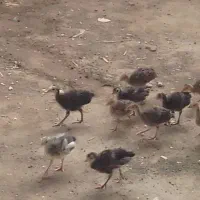 جوجه بوقلمون یک ماه توضیهات رو بخونید زنگ بزنید