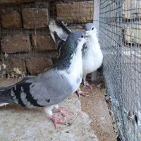 کفتر جفت و جوجه پرشی
