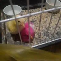 جوجه رنگی  کوچولو دوعدد به رنگ صورتی وزرد