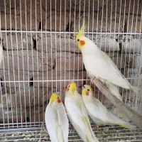 عروس هلندی