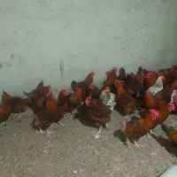 خروس|حیوانات مزرعه|گرگان, |دیوار