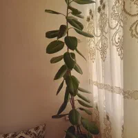 گل طبیعی