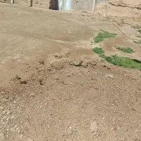 کود مرغی