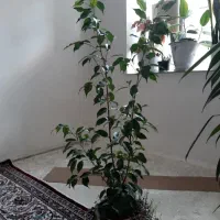 درخچه پرتقالی