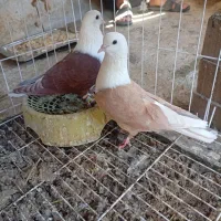 سوسنگرد