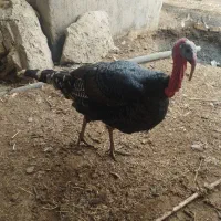 بوقلمون
