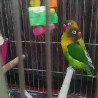 طوطی کوتوله