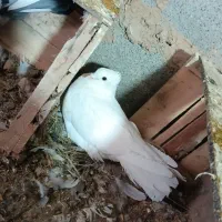 کبوتر