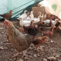 مرغ و خروس و جوجه