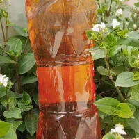 روغن هسته انار و روغن سیاهدانه