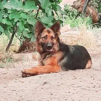 سگ ژرمن اصیل