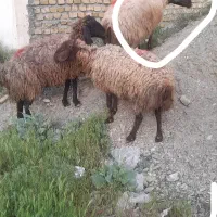 میش|حیوانات مزرعه|مشهد, ویلاشهر|دیوار