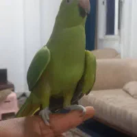 شاه طوطی