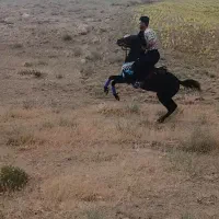 اسب|اسب و تجهیزات اسبسواری|شاهنجرین, |دیوار