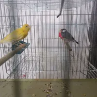 ماده طلایی آماده اماده
