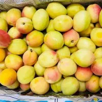 خریدقیصی ب بهترین نرخ