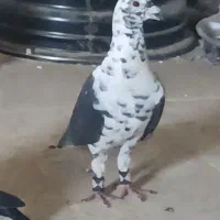 یک نر سوسکی یا سینه سفید پاک