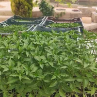 فروش ۱۲۰ هزار نهال فلفل به قیمت هر کدام ۵۰۰۰تومن