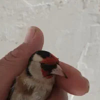 سهره نربخون چهارماه قفس