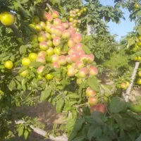 باغ میوه بهترین لوکیشن مارکده/معاوضه باخودرو|فروش خانه و ویلا|اصفهان, بوستان ناژوان|دیوار
