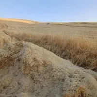 کاه گندم درجه یک دیمی نرم