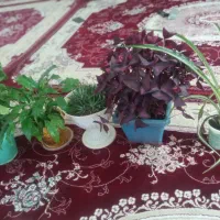 گل های زیبا و طبیعی
