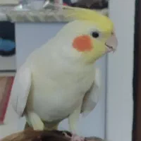 گمشده
