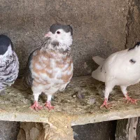 کفتر|پرنده|شیروان (خراسان), |دیوار