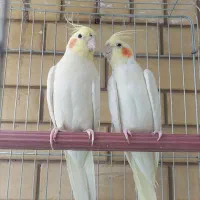 عروس هلندی نرو ماده تخم گزار