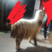 گوسفند