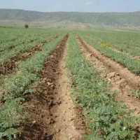 سرکارگر