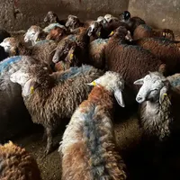 قصاب (سلاخ)سیار . پخش گوسفند و خروس زنده