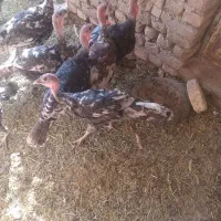 فروش جفتی بوقلمون
