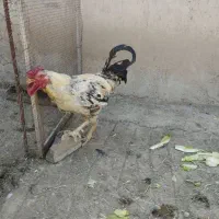 مرغ خروس