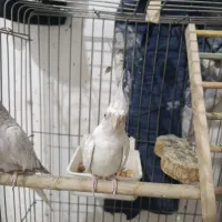 عروس هلندی