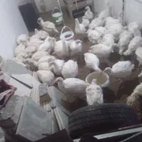 بوقلمون