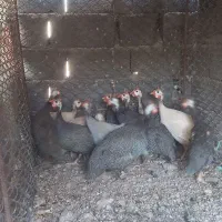 مرغ شاخدار