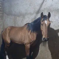 خرید فروش اسب پالونی و مادیون پالونی