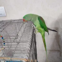 شاه طوطی.جنسیت نامعلوم
