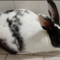 خرگوش