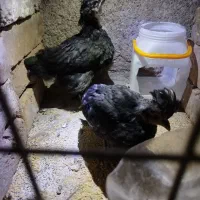 جوجه