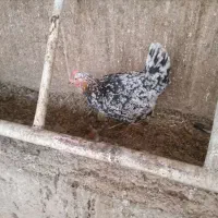 مرغ کرک جوجه خروس گلین