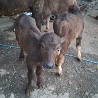 گاومیش گله سرحال گاومیش