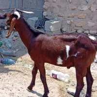 حیوان خانگی