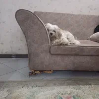 سگ شیتزو .گمشده
