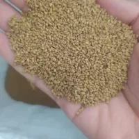 بذر یونجه