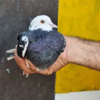 تعدادی کفتر نر و ماده