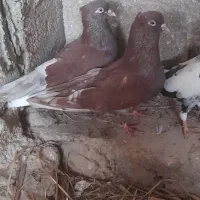 کبوتر  سرخ