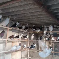 کبوتر پرشی درجه یک